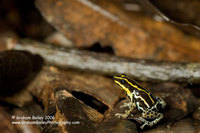 Amazonina Poison Frog - Dendrobates ventrimaculatus