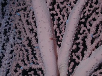 Paragorgia arborea - Bubblegum coral