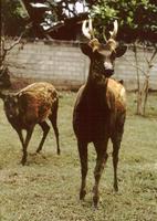 Image of: Rusa alfredi (Visayan spotted deer)