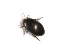 Image of: Hydrophilidae (water scavenger beetles)