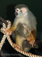Saimiri sciureus - South American Squirrel Monkey