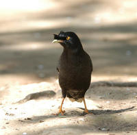 Image of: Acridotheres cristatellus (crested myna)