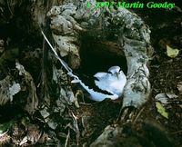 White-tailed Tropicbird - Phaethon lepturus