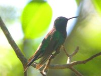 Sapphire-throated Hummingbird - Lepidopyga coeruleogularis