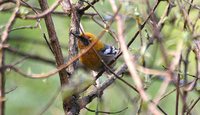 Olive Warbler - Peucedramus taeniatus