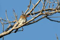 Spot-backed  puffbird   -   Nystalus  maculatus   -  Piumino  dorsomacchiato