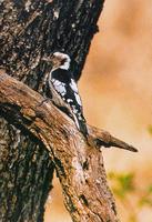 아물쇠딱다구리 영어명 Grey-headed Pygmy Woodpecker 학명 Dendrocopos canicapillus
