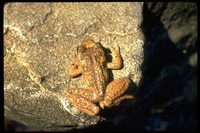 : Ascaphus truei; Tailed Frog