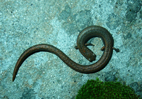 : Batrachoseps diabolicus; Hell Hollow Slender Salamander