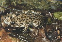 : Discoglossus sardus; Tyrrhenian Painted Frog