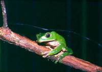 : Phyllomedusa bicolor; Waxy-monkey Treefrog