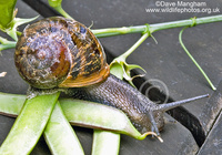 : Helix aspersa; Brown Garden Snail