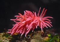 : Okenia rosacea; Hopkins Rose Nudibranch