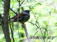Prunella immaculate Maroon-backed Accentor 栗背岩鷚 119-034