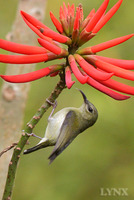 Fork-tailed sunbird 叉尾太陽鳥
