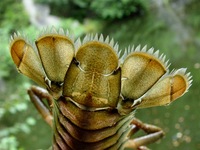 Astacus astacus - Noble Crayfish