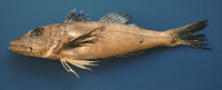 Prionotus stearnsi, Shortwing searobin: