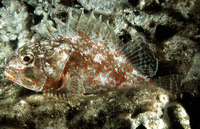 Sebastapistes ballieui, Spotfin scorpionfish: