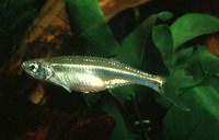 Chelaethiops rukwaensis, Lake Rukwa sardine: fisheries