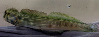 Blenniella cyanostigma, Striped rockskipper: