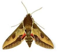 Hyles euphorbiae - Spurge Hawk-moth