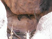 Image of: Leopardus pardalis (ocelot)