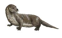 Image of: Lutra lutra (European otter)