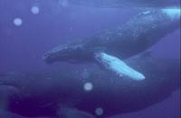 Image of: Megaptera novaeangliae (humpback whale)