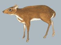 Image of: Tragulus javanicus (lesser mouse-deer)