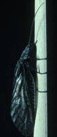 Image of: Nemouridae (spring stoneflies)