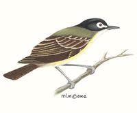 Image of: Vireo atricapilla (black-capped vireo)