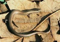 Ablepharus kitaibelii - Snake-eyed Skink