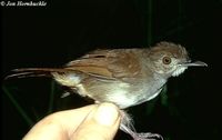 Sulawesi Babbler - Trichastoma celebense