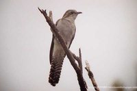 Pallid Cuckoo - Cuculus pallidus