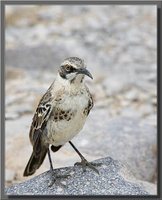 Hood Mockingbird - Nesomimus macdonaldi