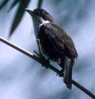 Puerto Rican Tanager - Nesospingus speculiferus