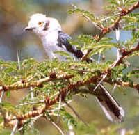 Brillenw / White-crested helmet-shrike (Prionops plumatus), ein Nomade,      a nomad Vogelbilder...