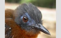 An antbird from the humid lowland jungles of extreme eastern Panama