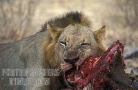 Lion feeding on a buffalo kill , panthera leo , Selous Game Reserve , Tanzania stock photo