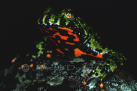 : Bombina orientalis; Oriental Fire-bellied Toad