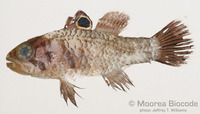 : Apogonichthys ocellatus