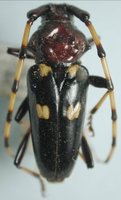 : Andraegoidus audouinii