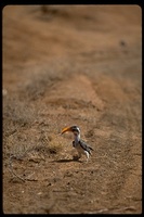 : Tockus flavirostris; Yellow-billed Hornbill