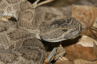 : Crotalus viridis lutosus; Great Basin Rattlesnake