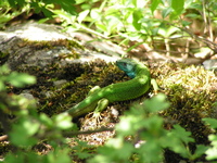 : Lacerta viridis