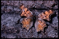 : Polygonia sp.; Anglewing Butterfly