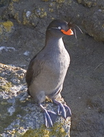 Crested Auklet. Photo by Dave Kutilek. All rights reserved.