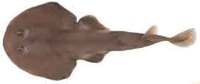Tasmanian Numbfish - Narcine tasmaniensis