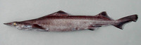 Deania profundorum, Arrowhead dogfish: