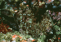 Pleuronichthys coenosus, C-O sole: fisheries, gamefish, aquarium